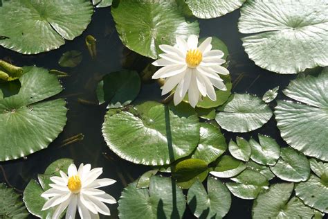 家裡可以種蓮花嗎|家裡可以種蓮花嗎？